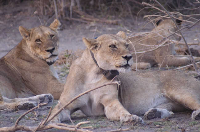 Löwen im Chobe National Park